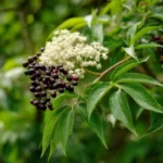 Sureau noir (Sambucus nigra L.) – photographie réaliste d’ombelles de fleurs blanc crème ou de grappes de baies noires brillantes sur un arbuste en milieu naturel