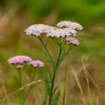 Achillée millefeuille (Achillea millefolium L.) – photographie réaliste d’une plante herbacée aux feuilles finement découpées et aux inflorescences blanches en corymbes, observée en prairie naturelle.