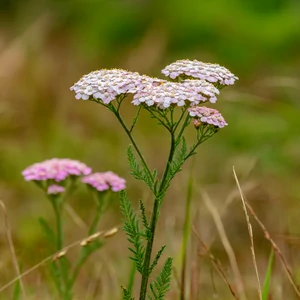 Achillée millefeuille (Achillea millefolium L.) – photographie réaliste d’une plante herbacée aux feuilles finement découpées et aux inflorescences blanches en corymbes, observée en prairie naturelle.
