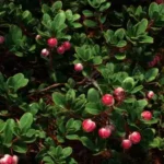 Busserole (Arctostaphylos uva-ursi (L.) Spreng.) – photographie réaliste d’un arbrisseau rampant aux petites feuilles coriaces vert foncé et aux baies rouges