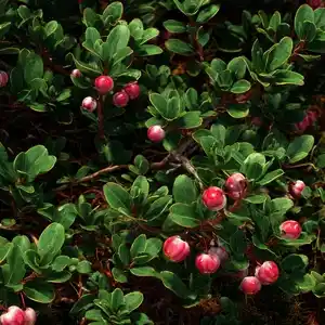 Busserole (Arctostaphylos uva-ursi (L.) Spreng.) – photographie réaliste d’un arbrisseau rampant aux petites feuilles coriaces vert foncé et aux baies rouges