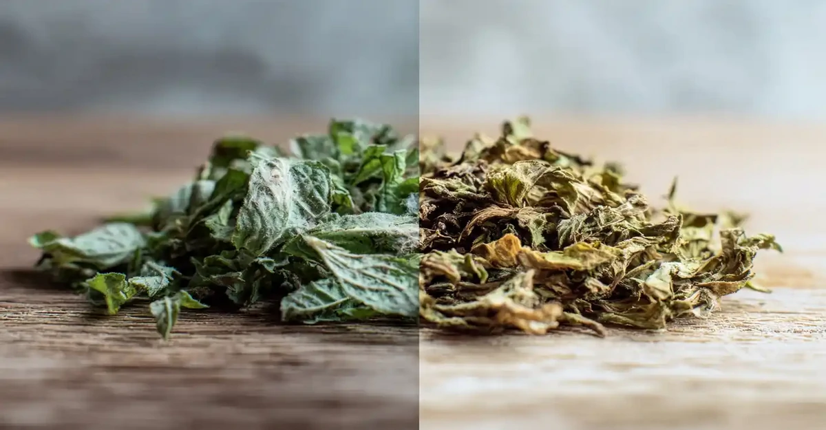 Comparaison entre des plantes médicinales correctement séchées, vert vif et craquantes, et des plantes brunies et oxydées suite à un séchage trop chaud ou mal ventilé