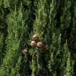 Cyprès (Cupressus sempervirens L.) – photographie réaliste d’un arbre colonnaire méditerranéen au feuillage vert sombre en écailles et aux petits cônes ligneux.