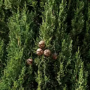 Cyprès (Cupressus sempervirens L.) – photographie réaliste d’un arbre colonnaire méditerranéen au feuillage vert sombre en écailles et aux petits cônes ligneux.