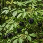 Gros plan détaillé d'un éleuthérocoque (Eleutherococcus senticosus) montrant ses feuilles vertes palmées caractéristiques et ses grappes de petites baies noires mûres dans un environnement forestier naturel.