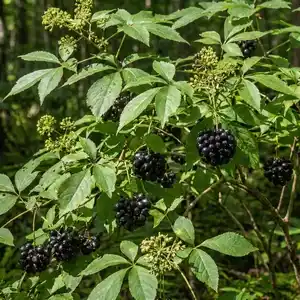 Gros plan détaillé d'un éleuthérocoque (Eleutherococcus senticosus) montrant ses feuilles vertes palmées caractéristiques et ses grappes de petites baies noires mûres dans un environnement forestier naturel.