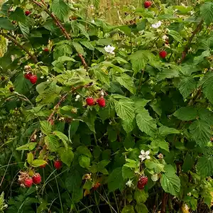 Framboisier (Rubus idaeus L.) – photographie réaliste d’un arbuste aux tiges légèrement épineuses, aux feuilles composées dentées et aux fruits rouges formés de petites drupéoles.