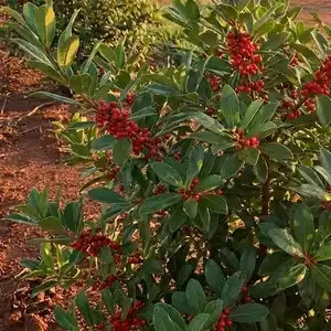 Maté (Ilex paraguariensis A.St.-Hil.) – photographie réaliste d’un arbre subtropical aux feuilles vert foncé légèrement dentées et aux petites fleurs blanches, observé en milieu naturel sud-américain.
