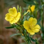 Onagre (Oenothera biennis L.) – photographie réaliste d’une plante bisannuelle aux grandes fleurs jaunes à quatre pétales, observée en milieu naturel ouvert.