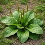 Plantain (Plantago major) en gros plan, feuilles larges nervurées en rosette avec épis floraux verts dressés, poussant au sol en milieu naturel.