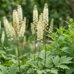 Actée à Grappes (Actaea racemosa) et utilisée traditionnellement en phytothérapie pour le confort féminin.