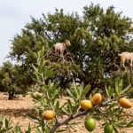 Arganier (argania spinosa) : une branche de l'arbre avec fruits mûrs et chèvres grimpant