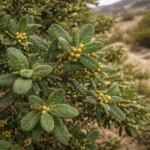 Feuilles de boldo (Peumus boldus) sur l'arbre dans son habitat naturel en Amérique du Sud