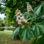 Fleurs de Marronnier d'Inde, plante utilisée en phytothérapie pour la circulation veineuse.