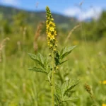 Agrimoine eupatoire (Agrimonia eupatoria) en gros plan, tige élancée avec fleurs jaunes en épi dans une prairie naturelle