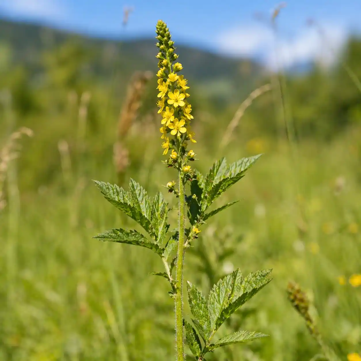 Agrimoine eupatoire (Agrimonia eupatoria) en gros plan, tige élancée avec fleurs jaunes en épi dans une prairie naturelle