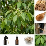 Cannelle de Ceylan (Cinnamomum verum) : feuilles et fleurs de l’arbre, bâtons de cannelle, poudre, écorce récoltée, huile essentielle et gélules naturelles