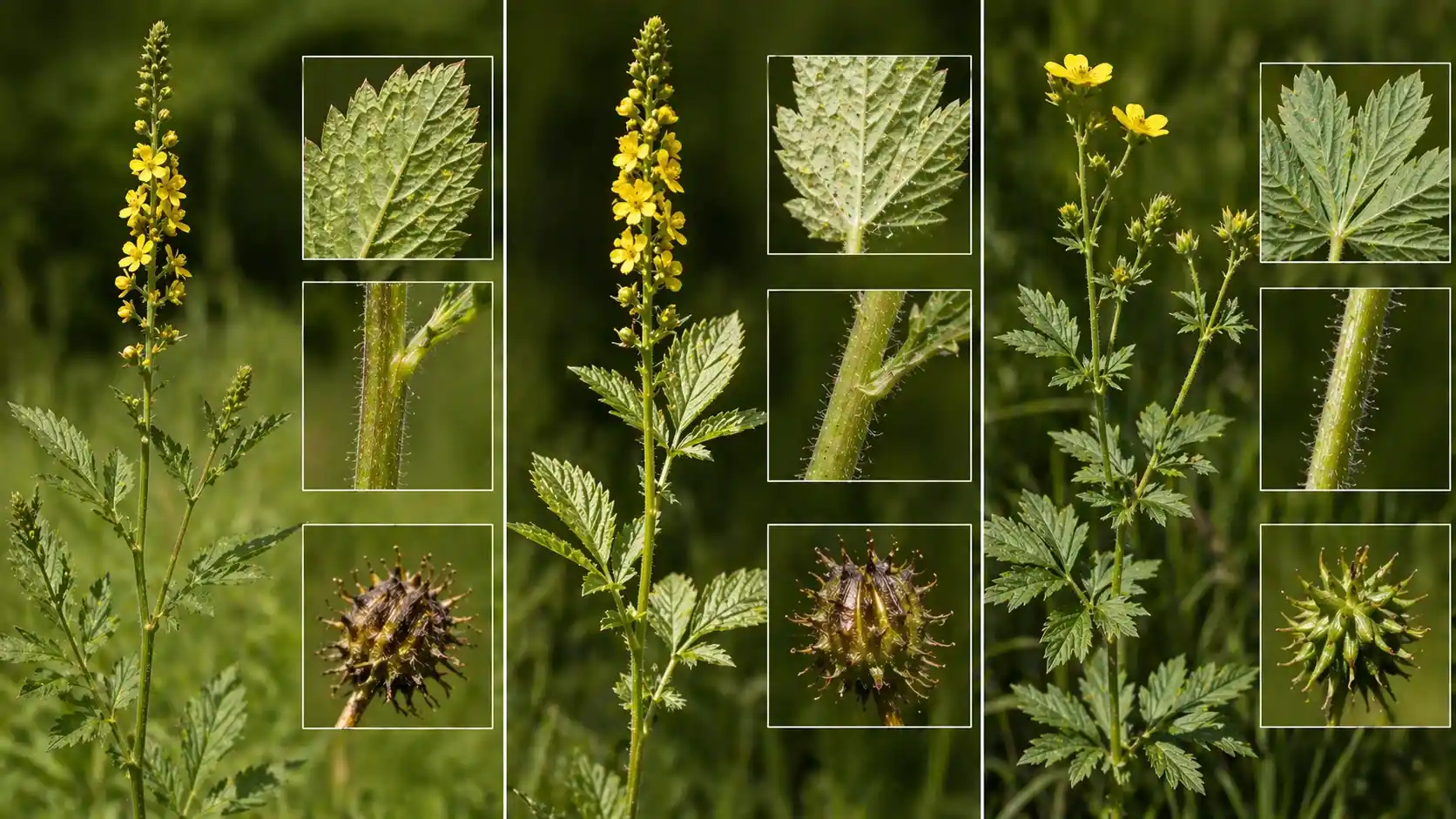 Identification visuelle de l'agrimoine et confusion possible Comparaison botanique : Agrimonia eupatoria, Agrimonia procera et Potentille. Détails des feuilles, tiges et fruits.