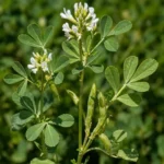 Fenugrec (Trigonella foenum-graecum) en fleurs — tiges dressées, fleurs blanches et gousses vertes allongées caractéristiques