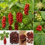 Schisandra chinensis (WuWeiZi) : baies rouges mûres, fleur blanche, baies immatures, baies séchées, poudre et graines — parties utilisées en phytothérapie