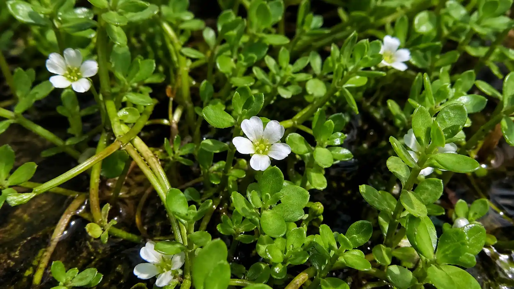 Bacopa monnieri (Brahmi) — plante nootropique de la médecine ayurvédique Bacopa monnieri (Brahmi) : plante semi-aquatique aux petites feuilles charnues et fleurs blanches à cinq pétales, poussant en milieu humide — utilisée en phytothérapie ayurvédique pour la mémoire et la concentration