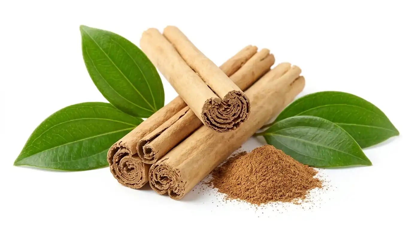 Cannelle de Ceylan Cinnamomum verum — bienfaits, glycémie et huile essentielle Cannelle de Ceylan (Cinnamomum verum) : bâtons d'écorce enroulés finement, poudre et arbre à cannelle — épice médicinale pour la glycémie et l'antifongique