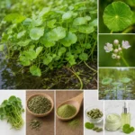 Centella asiatica (Gotu Kola) : plante aquatique aux feuilles rondes, fleurs rose-blanc, parties aériennes fraîches, feuilles séchées, poudre verte, gélules, crème et sérum — identification botanique et formes utilisées en phytothérapie
