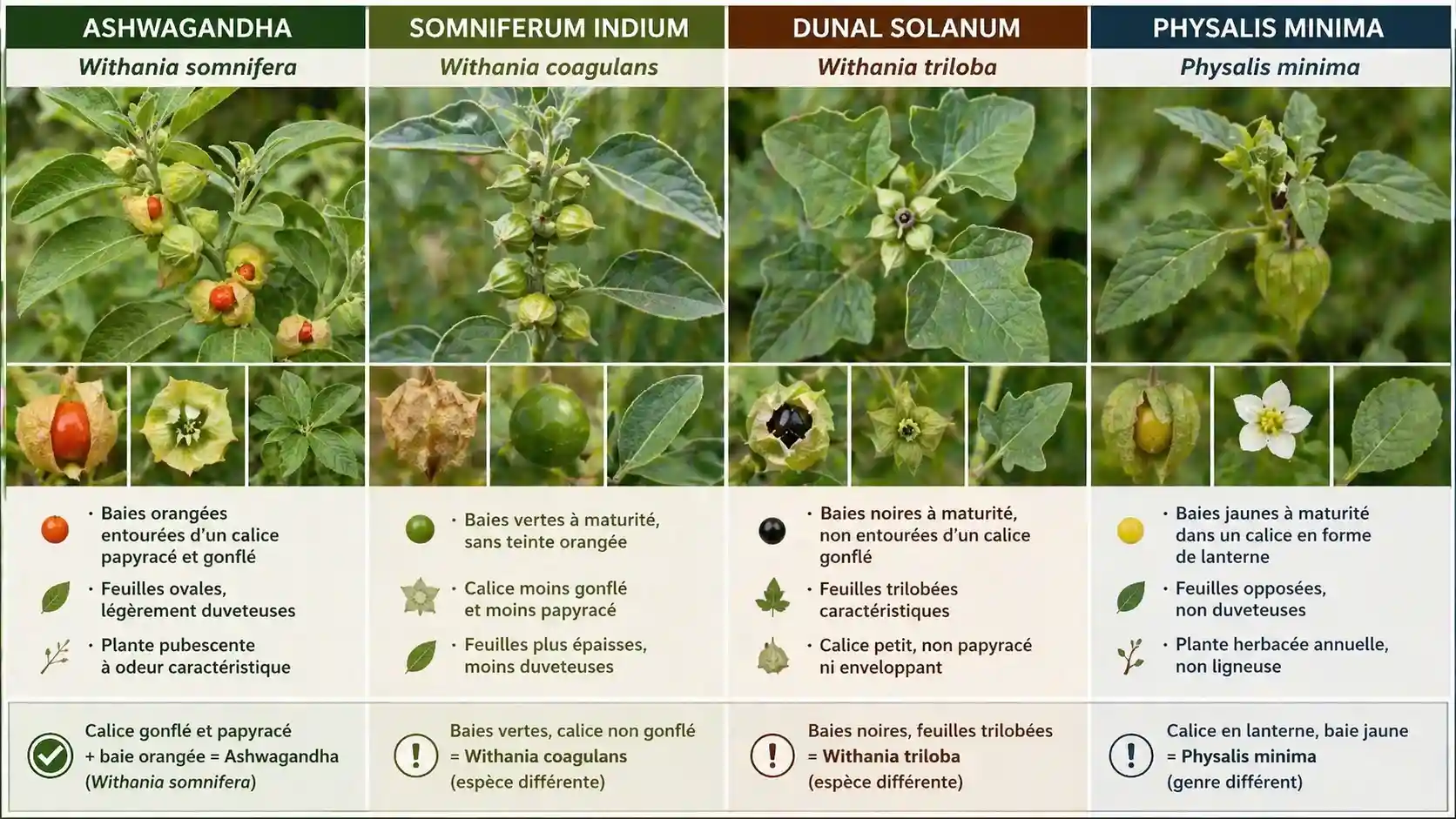 Identifier l'ashwagandha et le différencier des plantes proches Identification botanique : Ashwagandha (Withania somnifera) avec ses baies orangées, comparé à d'autres Solanacées — critères de distinction visuelle
