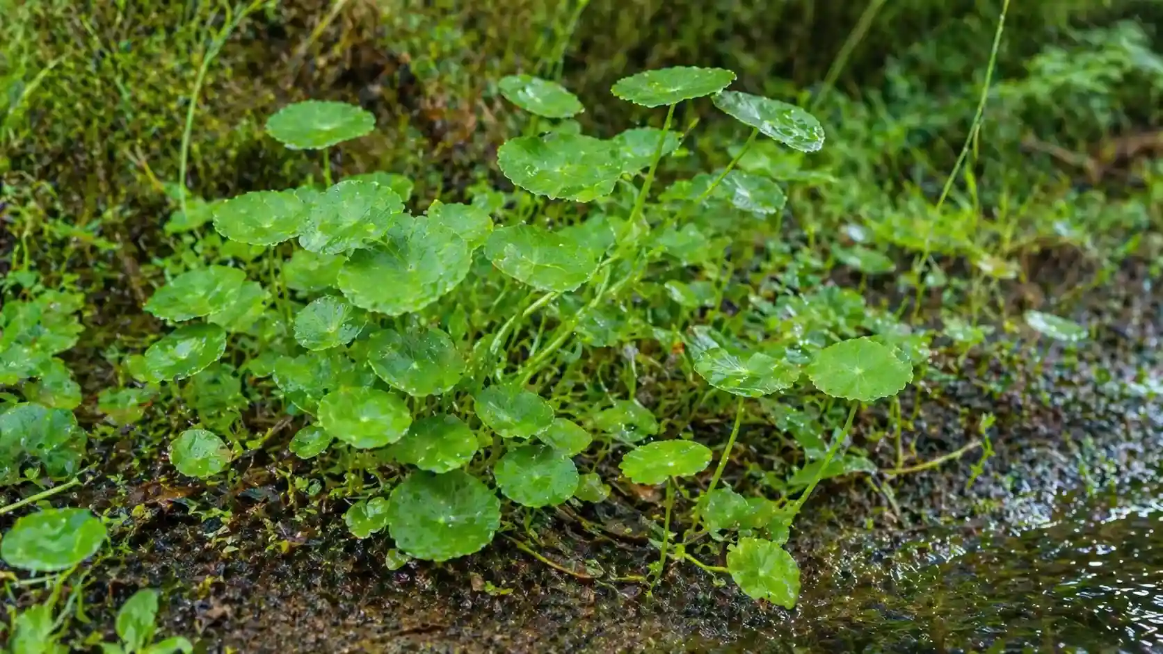 Centella asiatica Gotu Kola — bienfaits, propriétés et contre-indications Centella asiatica (Gotu Kola) : plante rampante aux feuilles rondes en bouclier, utilisée en phytothérapie pour la peau, la cicatrisation et la circulation veineuse