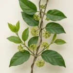 Photographie d'une tige grimpante de Gymnema sylvestre (Gymnéma) montrant ses feuilles opposées et ses grappes de petites fleurs vert-jaune sur un fond clair.