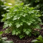 persil plat frais (Petroselinum crispum) cultivé en pleine terre avec feuilles vertes aromatiques