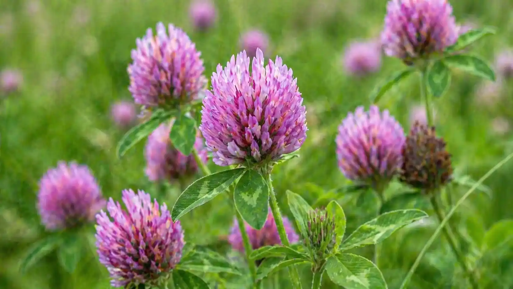 Trèfle rouge Trifolium pratense — bienfaits, isoflavones et ménopause Trèfle rouge (Trifolium pratense) : fleurs roses-violettes, feuilles trifoliées et sommités fleuries séchées — plante riche en isoflavones utilisée en phytothérapie pour la ménopause