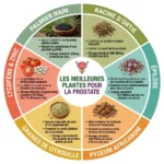 infographie plantes pour la prostate palmier nain racine d'ortie épilobe graines de citrouille remèdes naturels HBP