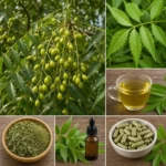 Margousier (Azadirachta indica) : collage présentant les fruits verts sur branches, feuilles fraîches, tisane de neem, poudre séchée, huile en flacon compte-gouttes et gélules — toutes les formes d'utilisation du neem