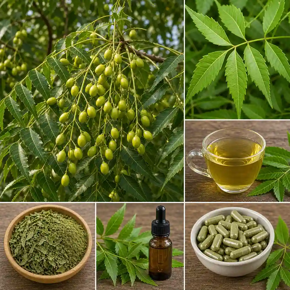Margousier (Azadirachta indica) : collage présentant les fruits verts sur branches, feuilles fraîches, tisane de neem, poudre séchée, huile en flacon compte-gouttes et gélules — toutes les formes d'utilisation du neem