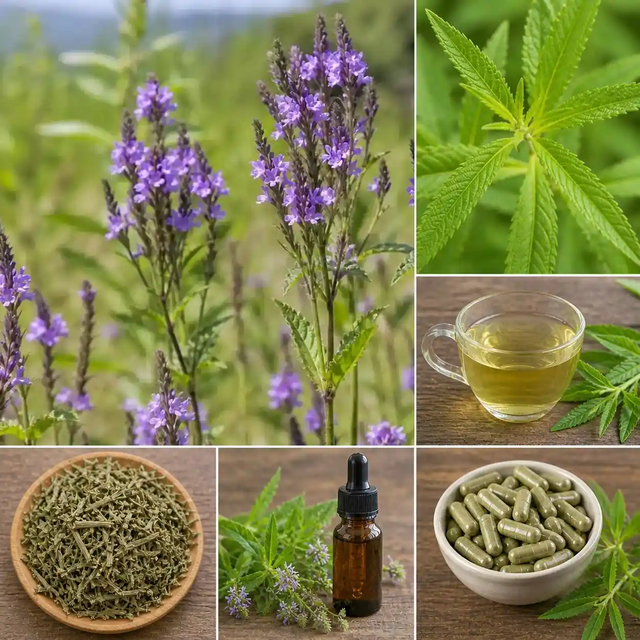 Verveine officinale (Verbena officinalis) en fleurs avec feuilles dentées, infusion, feuilles séchées, teinture-mère et gélules