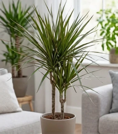 Le dracaena est toxique pour les chats Dracaena — plante d'intérieur toxique pour les chats, saponines provoquant hypersalivation et vomissements