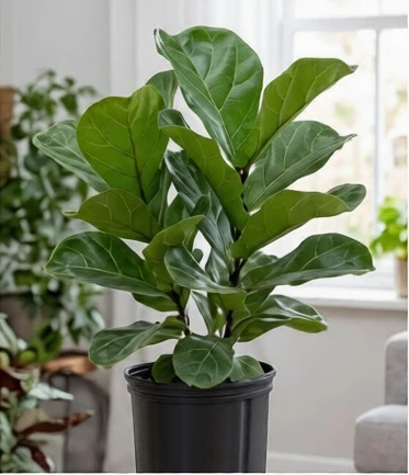 Le ficus est irritant pour les chats — latex caoutchouteux Ficus benjamina — plante d'intérieur dont le latex est irritant pour les muqueuses du chat