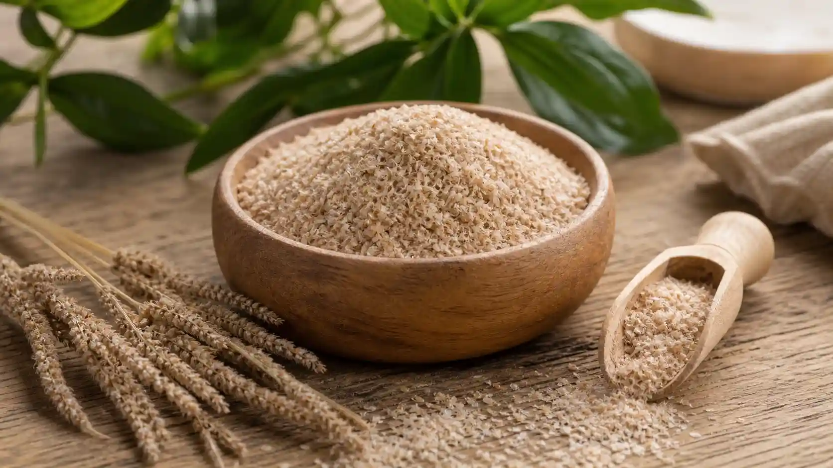 Psyllium blond — mucilages et effet laxatif de lest Téguments de psyllium blond, laxatif naturel de lest pour la constipation chronique
