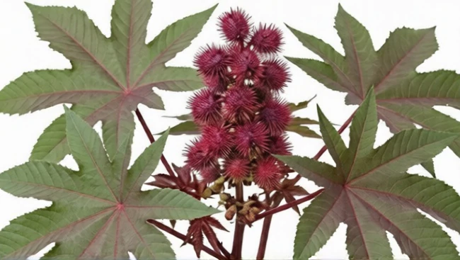 Le ricin est extrêmement toxique pour les chats — ricine mortelle Ricin (Ricinus communis) — graines toxiques contenant de la ricine, dangereuses pour les chats