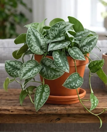 Le scindapsus est toxique pour les chats Scindapsus pictus — plante d'intérieur toxique pour les chats, souvent confondue avec le pothos