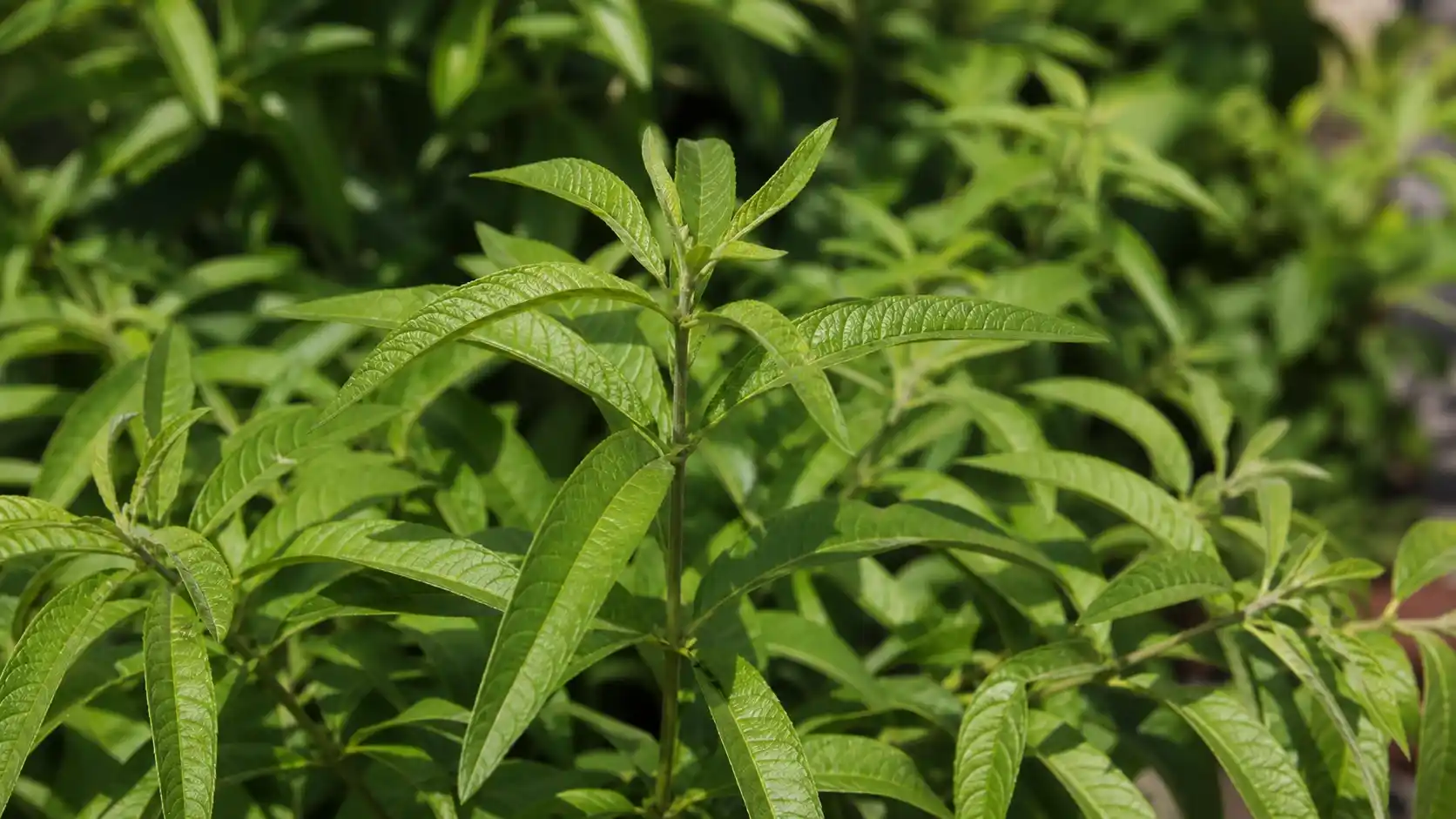 Verveine citronnelle Aloysia citrodora — tisane digestive et propriétés Feuilles de verveine citronnelle (Aloysia citrodora) sur leurs tiges — arbuste aromatique aux feuilles lancéolées dégageant un puissant arôme de citron, utilisé en tisane digestive