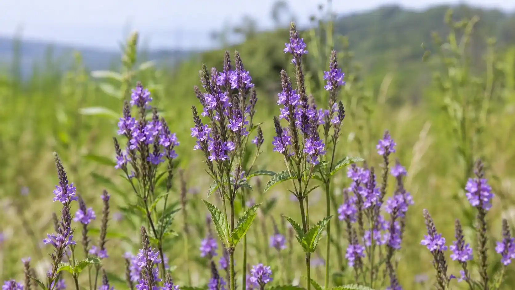 Verveine officinale Verbena officinalis — bienfaits, tisane et infusion Verveine officinale (Verbena officinalis) en fleurs : tiges dressées portant de petites fleurs violettes disposées en épis — plante médicinale européenne aux propriétés nervines et digestives