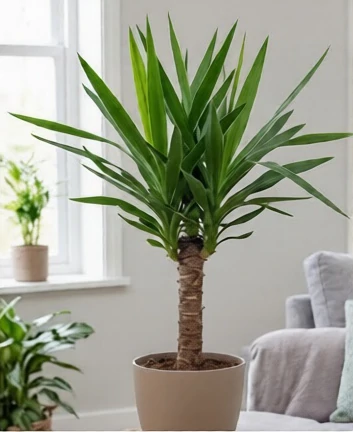 Le yucca est toxique pour les chats — saponines stéroïdiennes Yucca — plante d'intérieur toxique pour les chats contenant des saponines stéroïdiennes