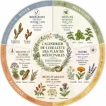 Infographie circulaire présentant le calendrier de cueillette des plantes médicinales avec les périodes de récolte des bourgeons, feuilles, fleurs, fruits, graines, racines et écorces au fil des saisons