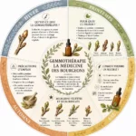 Infographie complète sur la gemmothérapie : principes, bienfaits des bourgeons vedettes par saison, posologie et précautions d'emploi