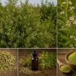 Collage botanique du henné (Lawsonia inermis) : arbuste en fleurs, gros plan fleurs roses et blanches, feuilles séchées lancéolées, teinture mère en flacon ambré et poudre verte fine dans un bol en bois