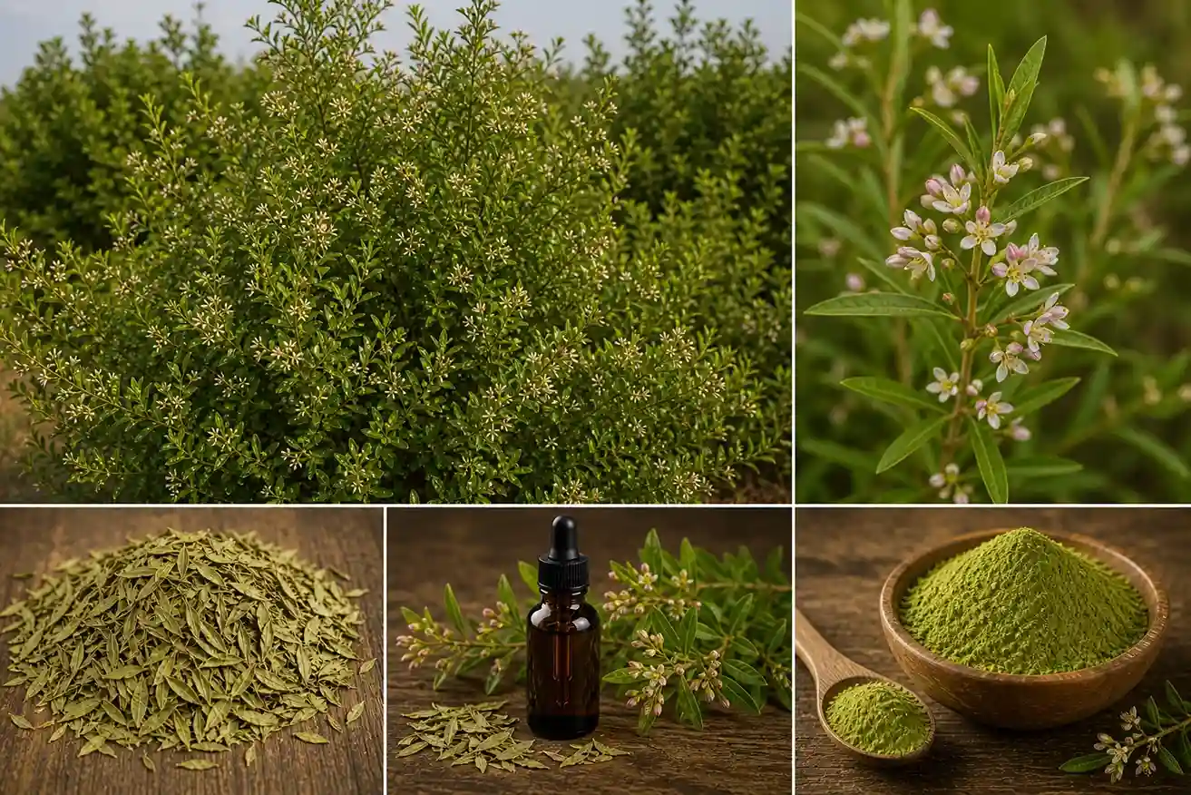 Collage botanique du henné (Lawsonia inermis) : arbuste en fleurs, gros plan fleurs roses et blanches, feuilles séchées lancéolées, teinture mère en flacon ambré et poudre verte fine dans un bol en bois