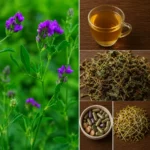 Collage présentant la luzerne (Medicago sativa) avec la plante en fleurs, des feuilles séchées, une infusion, des graines germées et des gélules, utilisée en phytothérapie pour ses propriétés nutritives.