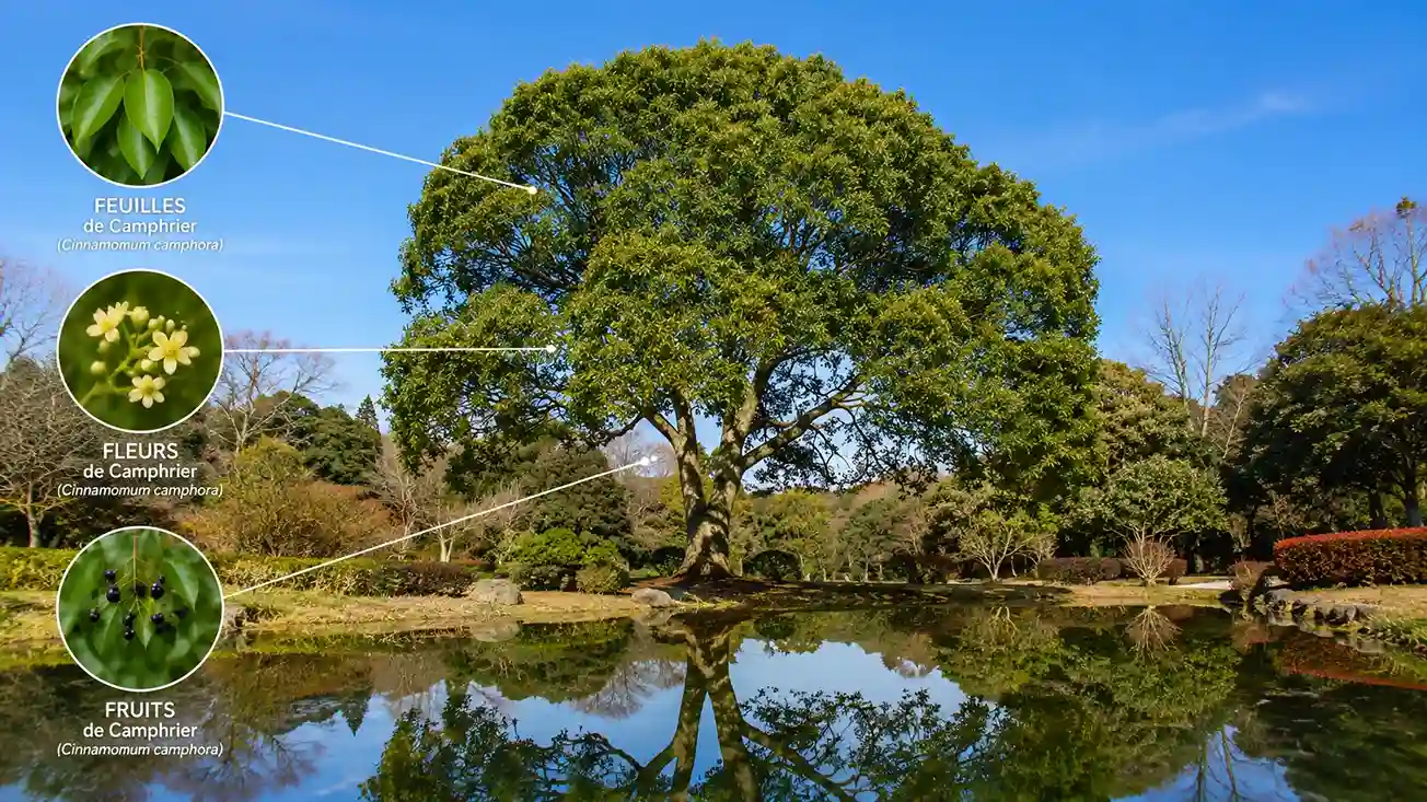 Camphrier Cinnamomum camphora — arbre traditionnel asiatique producteur de camphre Camphrier (Cinnamomum camphora) : grand arbre au tronc massif et feuilles ovales luisantes, cultivé traditionnellement en Chine, au Japon et à Taïwan pour la production de camphre